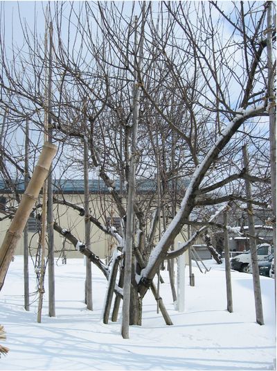 写真5：新庁舎竣工記念に植樹されたニュートンのりんごの木